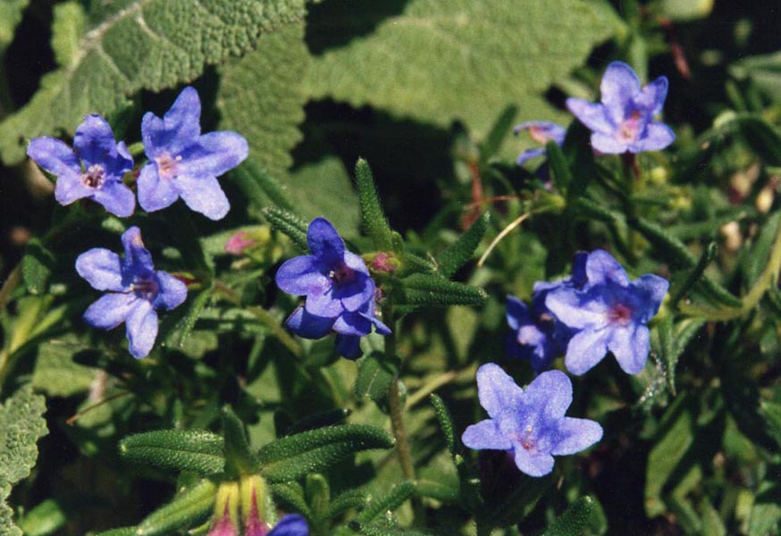 Lithodora diffusa photo